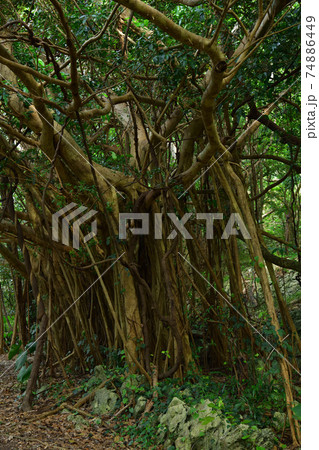 大石林山より 74886449