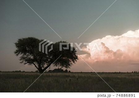Calden Tree, Landscape,Pampas 74886891
