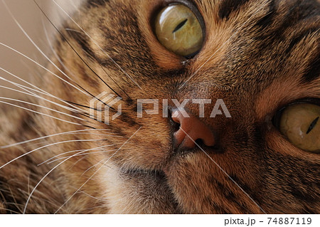 猫 アップ 猫 アップ 74887119