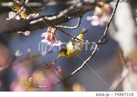 河津桜とメジロのクローズアップ 東谷山フルーツパーク 21の写真素材
