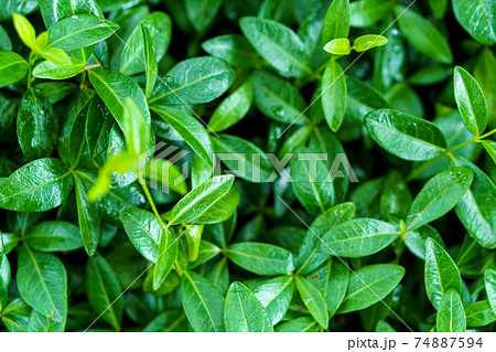 Catharanthus roseus. Cape Periwinkle. Bringht Eye, Indian Periwinkle. Rain Forrest Plants. Pinkle-pinkle Pink Periwinkle, Vinca. bright green periwinkle plants without flowers. Vegetable background 74887594