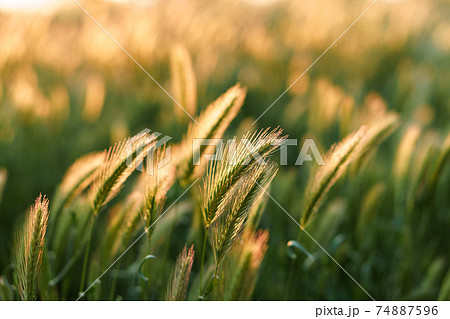 Soft focus Close-Up of many stems with spikelets of wild grass on sunset copy space. Green Summer Grass Meadow With Bright Sunlight. Sunny Spring Background. nature, ecology, farming, wildlife concept Soft focus Close-Up of many stems with spikelets of wild grass on sunset copy space. Green Summer Grass Meadow With Bright Sunlight. Sunny Spring Background. nature, ecology, farming, wildlife concept 74887596