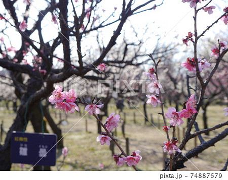 府中市郷土の森の梅 府中市郷土の森の梅 74887679