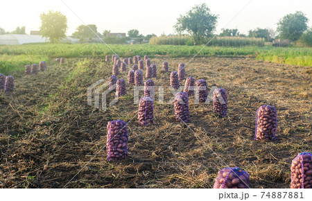 Bags of freshly harvested raw potatoes are in a farm field. Harvesting tuber crops. Farming and growing food. Collection, packaging and transportation. Agroindustry and agriculture production. 74887881