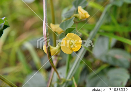 ノアズキの花 ノアズキの花 74888539