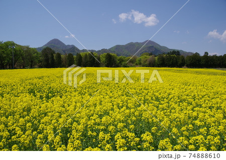 岩手の風景 矢巾町の煙山ひまわりパーク内の菜の花畑の写真素材