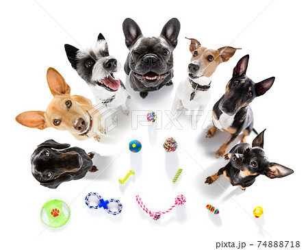 group of dogs playing with toys 74888718
