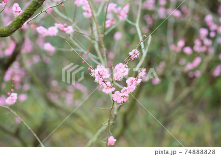 梅の花　道知辺 74888828