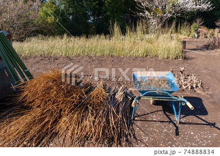 畑の白梅 74888834