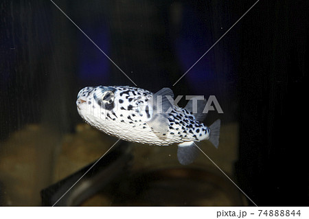 ハリセンボン ハリセンボン 74888844