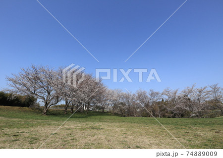 桜　ソメイヨシノ 74889009