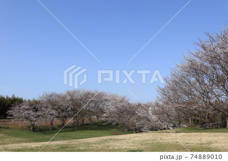 桜 ソメイヨシノ 桜 ソメイヨシノ 74889010