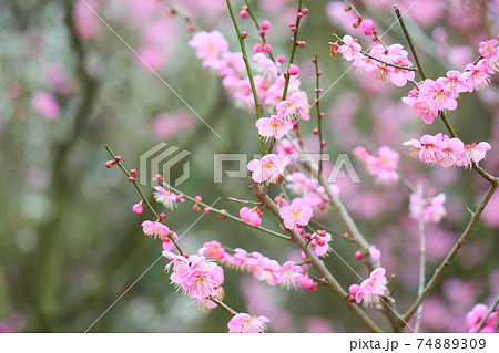 梅の花　道知辺 74889309
