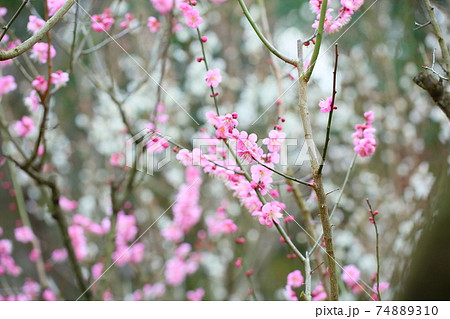 梅の花　道知辺 74889310