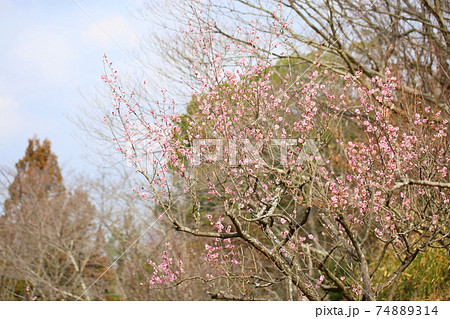 梅の花　道知辺 74889314