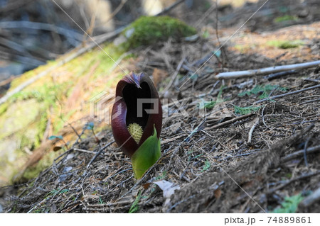 2月　甲州63ザゼンソウ(座禅草)･サトイモ科･玉宮ザゼン草公園 74889861