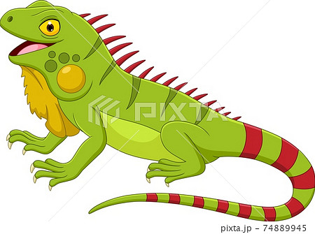 Cartoon Iguana Isolated On White Backgroundのイラスト素材