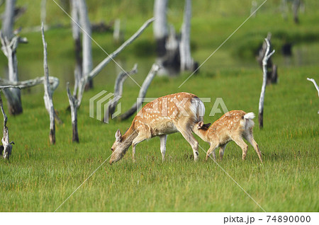 授乳をねだる子供のエゾシカ（北海道） 74890000
