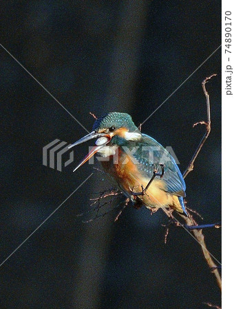カワセミ_20080101_6103 74890170