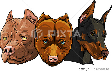 Heads of dogs pitbull dobermann bulldog vector 74890618