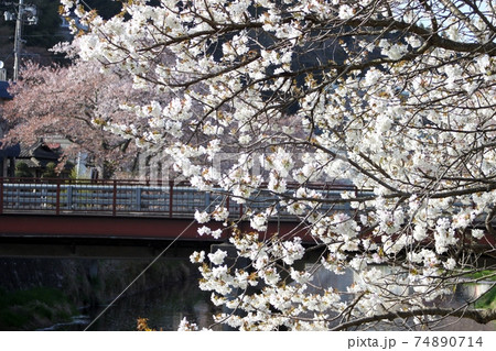 満開の桜 背景に川と橋 北須川・今出川の桜並木 満開の桜 背景に川と橋 北須川・今出川の桜並木 74890714