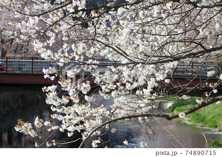 満開の桜 背景に川と橋 北須川・今出川の桜並木 満開の桜 背景に川と橋 北須川・今出川の桜並木 74890715