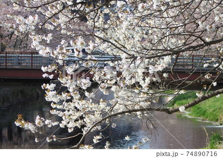 満開の桜　背景に川と橋　北須川・今出川の桜並木 74890716