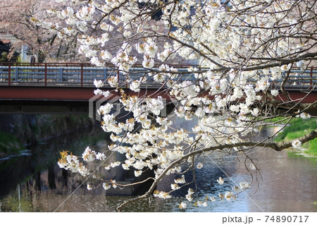 満開の桜 背景に川と橋 北須川・今出川の桜並木 満開の桜 背景に川と橋 北須川・今出川の桜並木 74890717