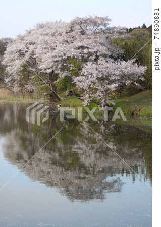 青空の下 池に映る桜 小貝ヶ池 青空の下 池に映る桜 小貝ヶ池 74890831