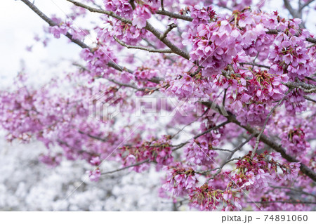 寒緋桜 74891060