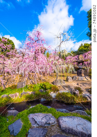 京都 城南宮の梅 京都 城南宮の梅 74891082