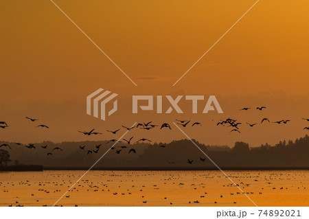 朝焼けの宮城伊豆沼から渡り鳥達の朝の飛び立ち 74892021