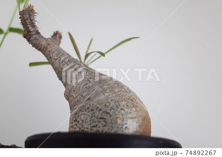 パキポディウム・グラキリス 74892267