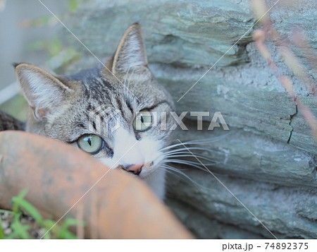 猫発見 猫発見 74892375