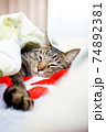 猫　布団で眠る 74892381