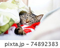 猫　布団で眠る 74892383