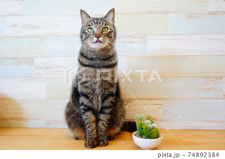 お座りねこちゃん