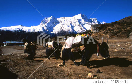 ヒマラヤ 74892419