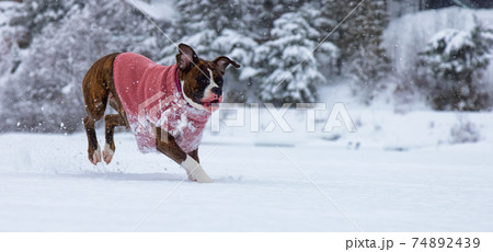 Dog playing in the snow 74892439