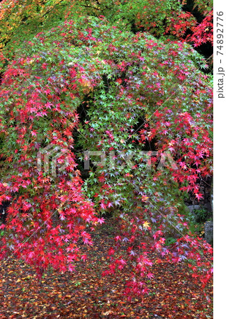 赤く紅葉する木(雲興寺 愛知県 瀬戸市) 赤く紅葉する木(雲興寺 愛知県 瀬戸市) 74892776