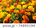 一面に咲くマリーゴールド 74893194