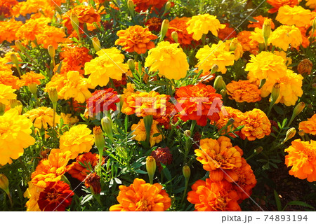 一面に咲くマリーゴールド 一面に咲くマリーゴールド 74893194