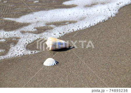 砂浜と貝殻 74893236