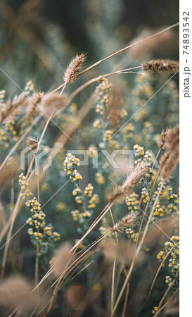 Beautiful photo of yellow herbs and dry ears 74893542