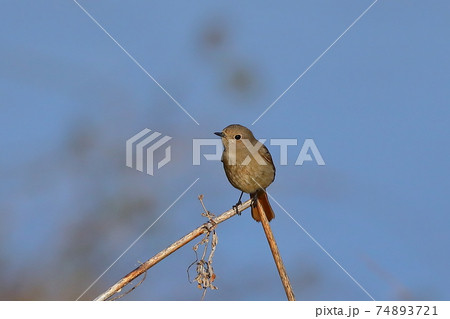 埼玉県比企郡川島町越辺川のジョウビタキ 74893721