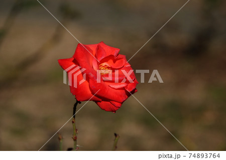 花びらが赤みがかったバラ テキーラの写真素材