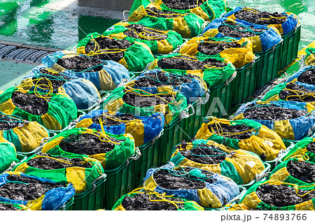 収穫された海苔 収穫された海苔 74893766