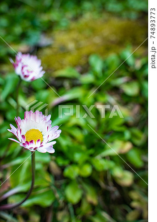 台湾 桜 さくら 74893773