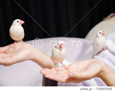 【白文鳥】手乗り文鳥　3羽並び 74894090