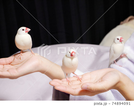 【白文鳥】手乗り文鳥　3羽並び 74894091